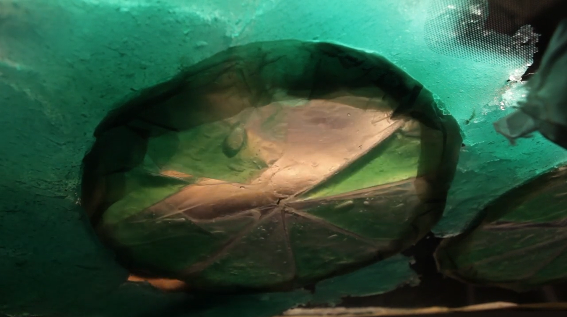 Close-up of a circular, translucent, green-tinted object with radiating creases, seen through a textured green surface.